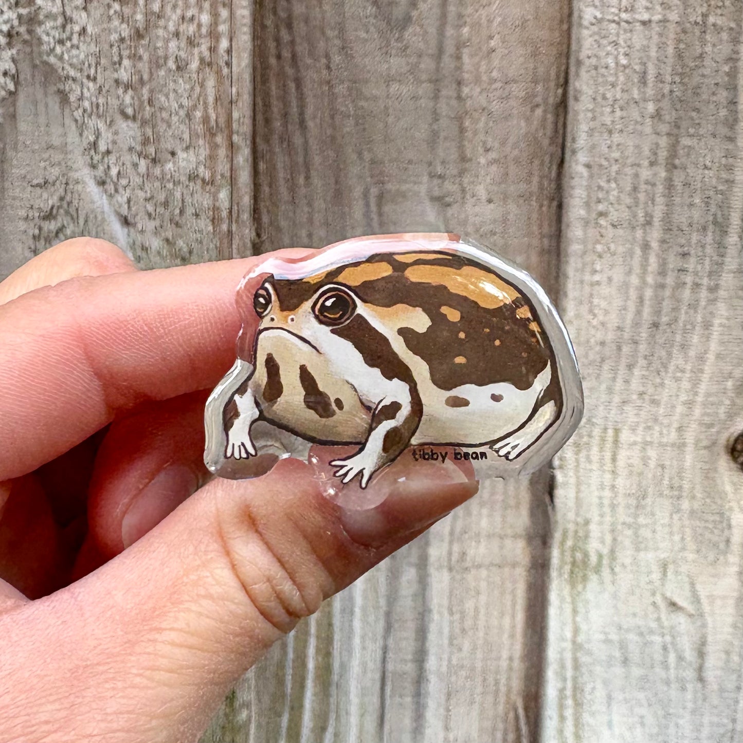 Desert rain frog acrylic pin