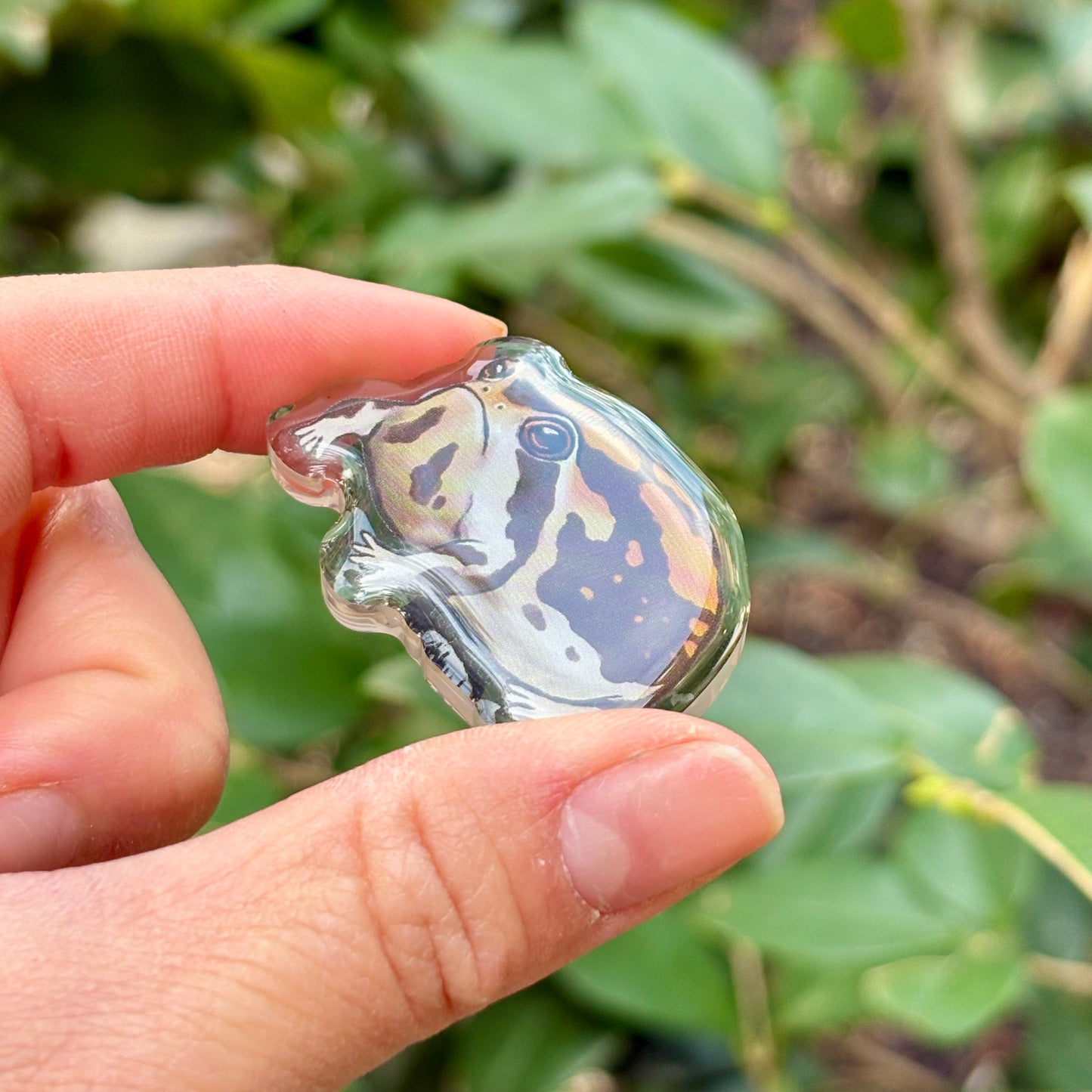Desert rain frog acrylic pin