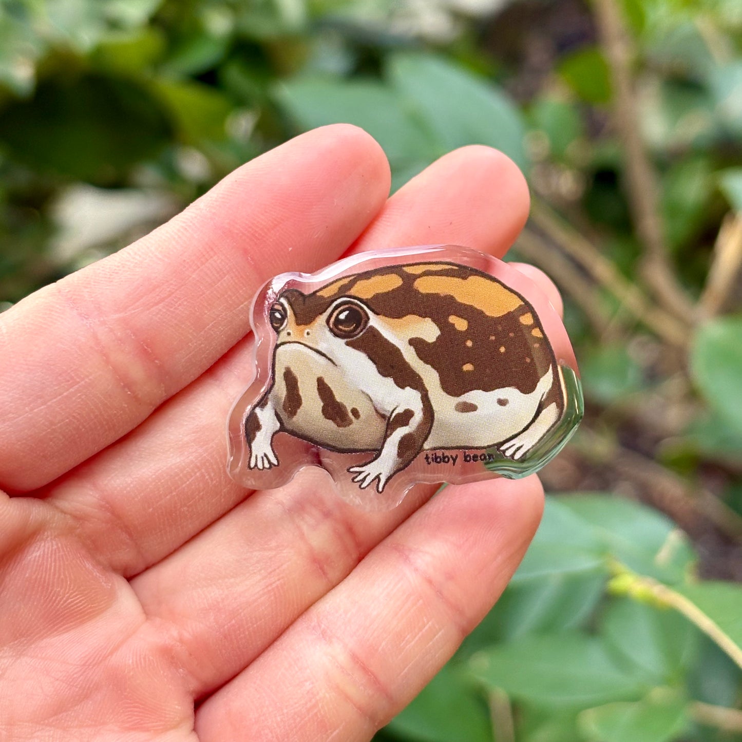 Desert rain frog acrylic pin