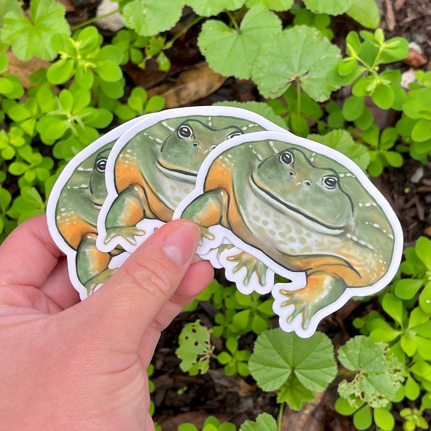 Vinyl african bullfrog sticker