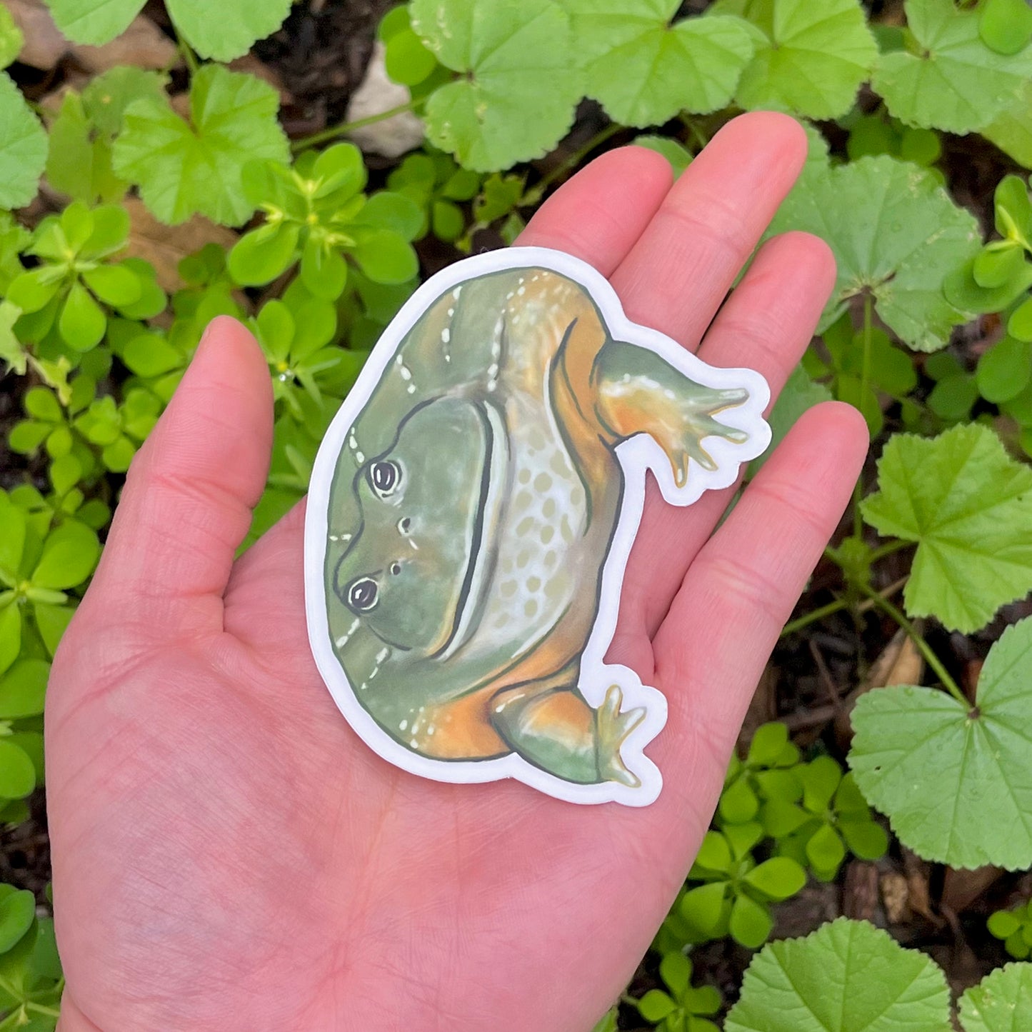 Vinyl african bullfrog sticker