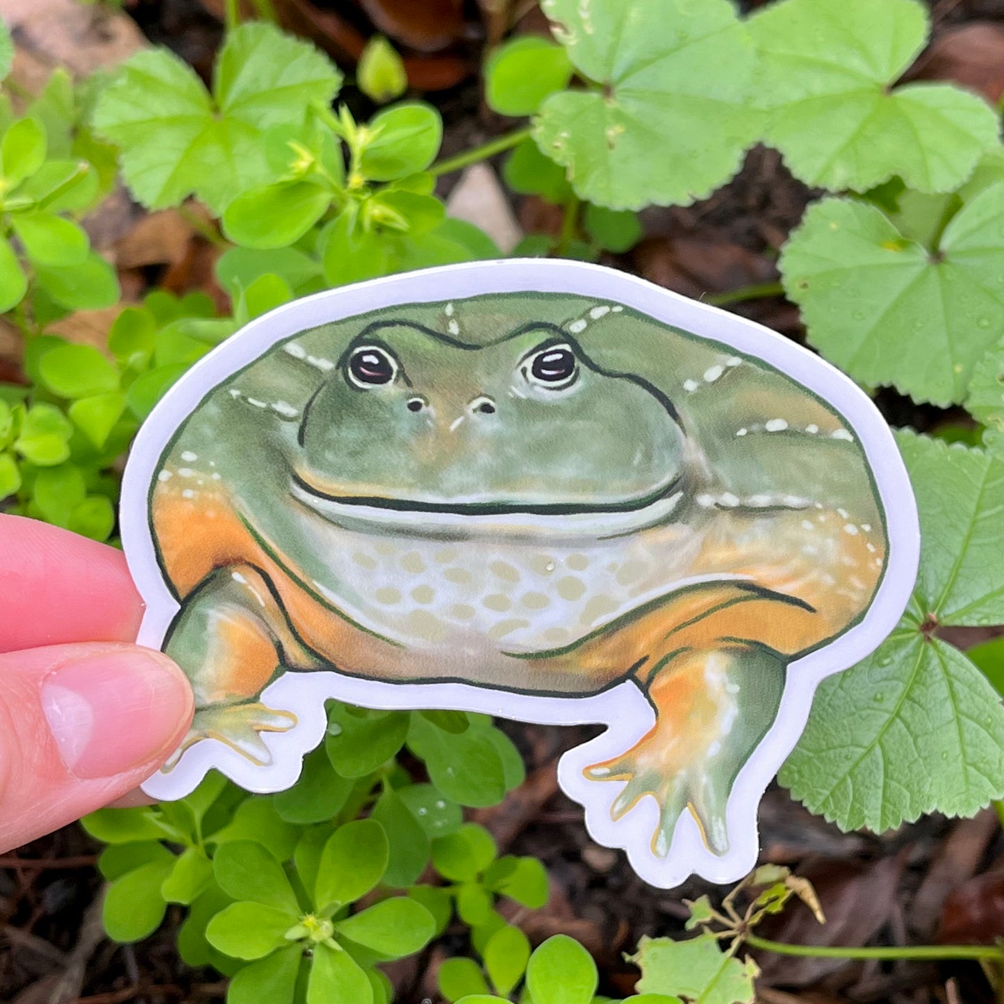 Vinyl african bullfrog sticker