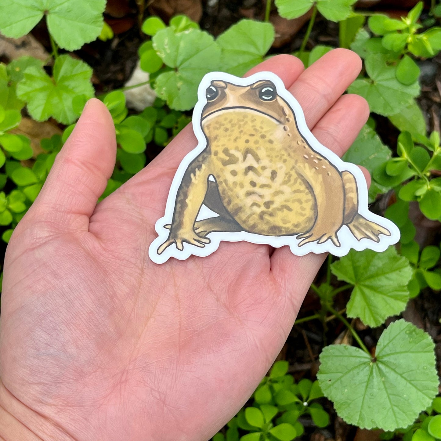 vinyl american toad sticker