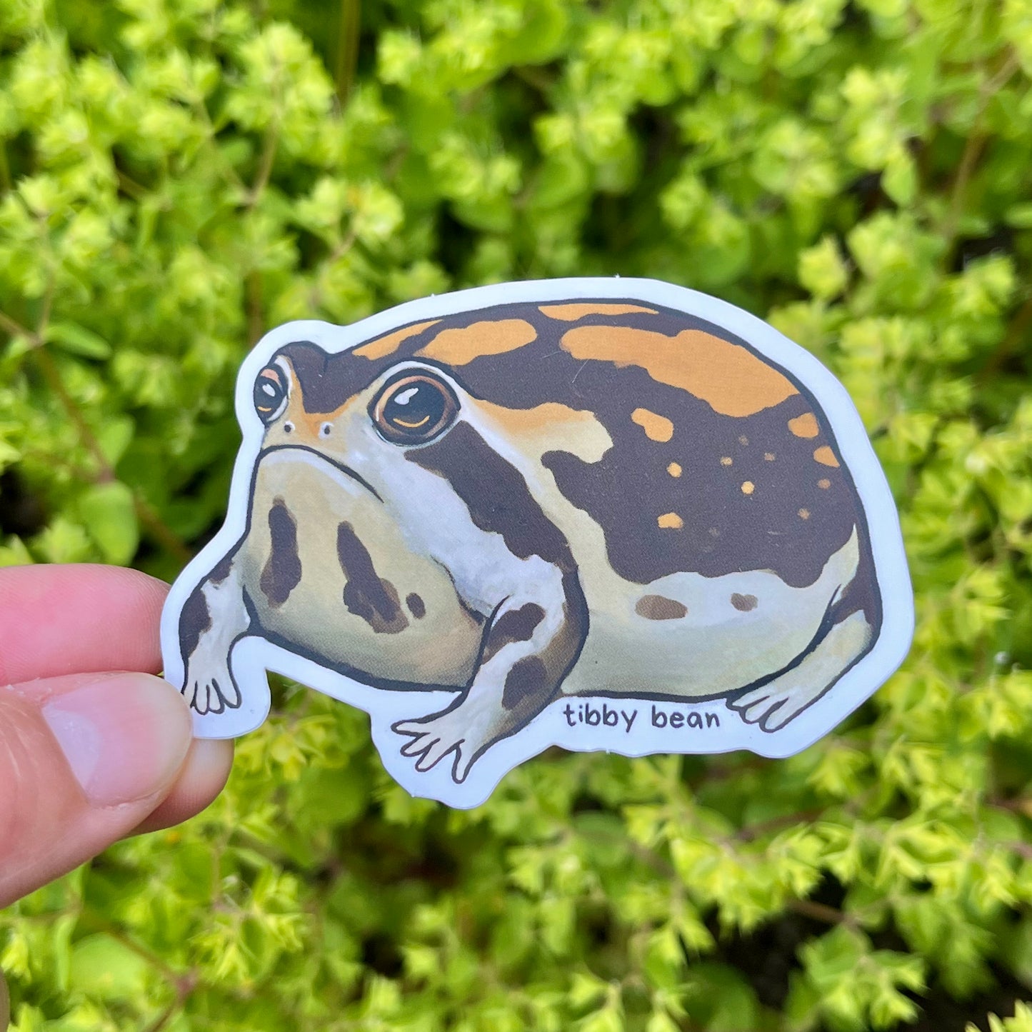 Desert rain frog vinyl sticker