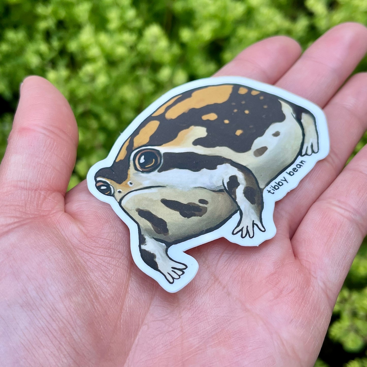 Desert rain frog vinyl sticker