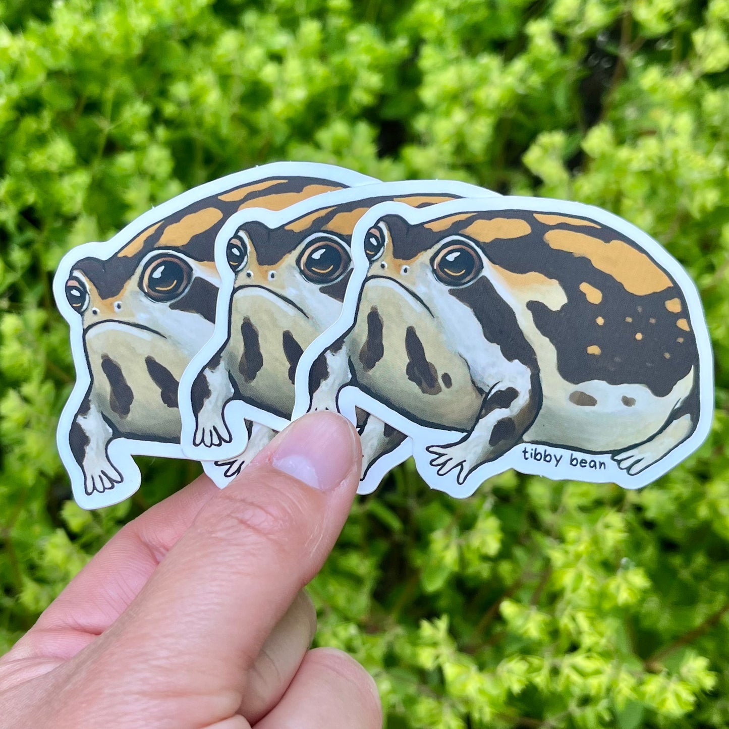 Desert rain frog vinyl sticker