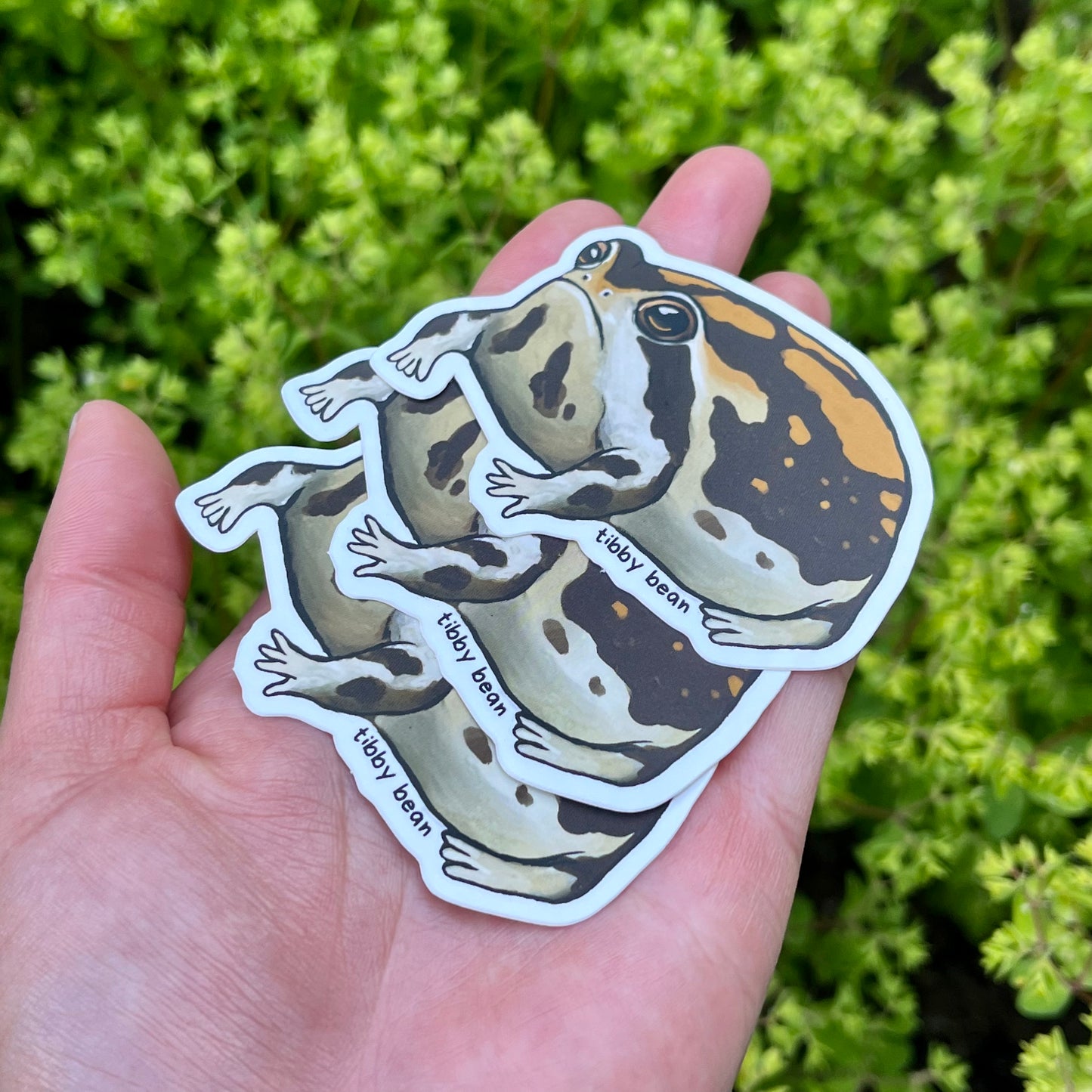 Desert rain frog vinyl sticker