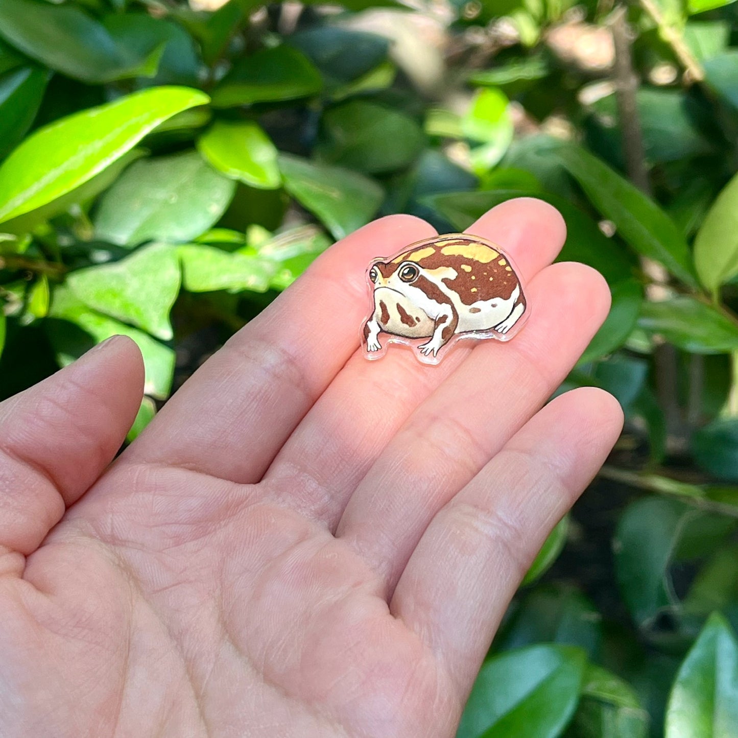 Desert rain frog acrylic pin