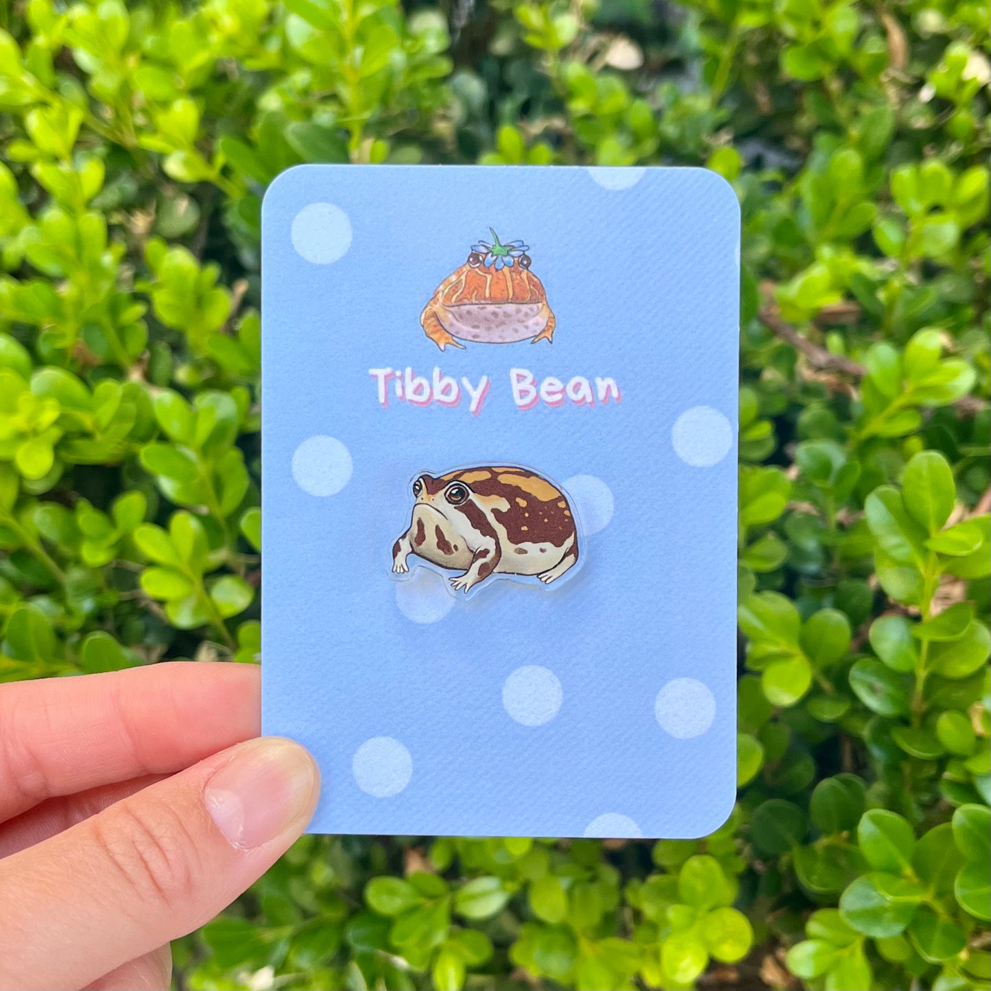 Desert rain frog acrylic pin