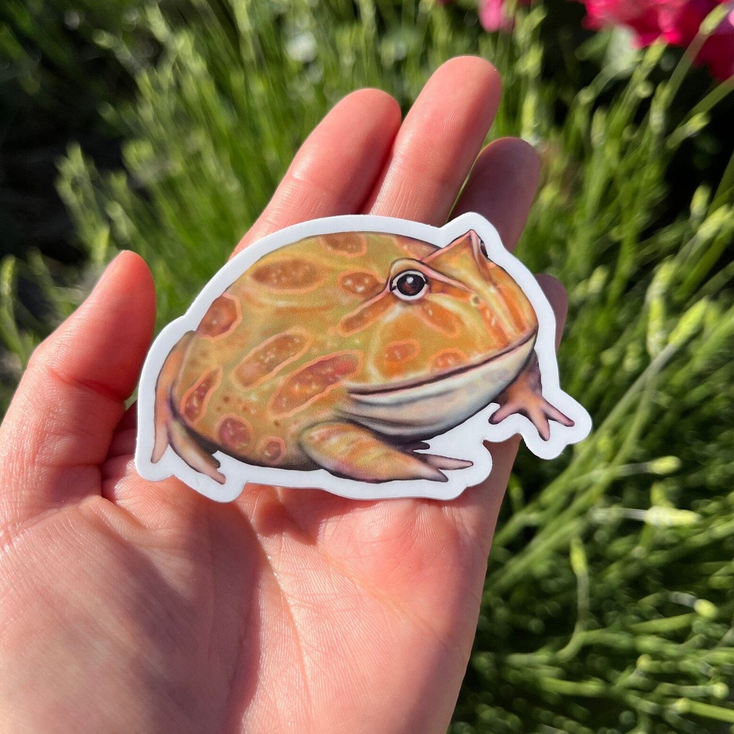 Cute Albino Pacman Frog Vinyl Sticker