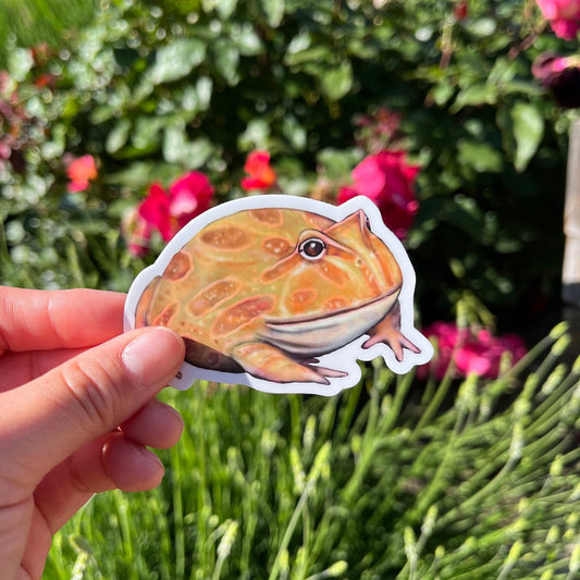 Cute Albino Pacman Frog Vinyl Sticker